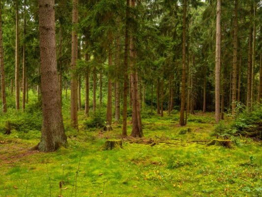 Wald 0208004